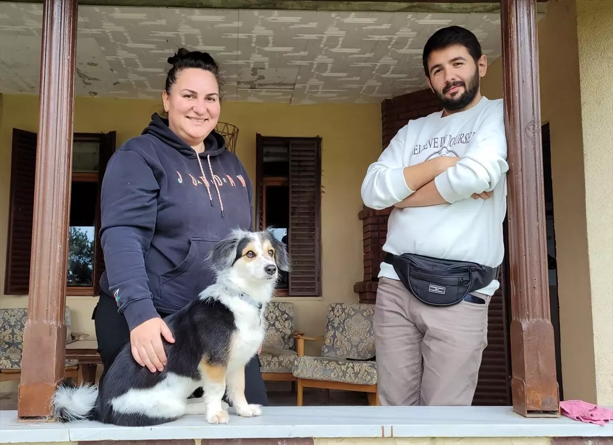 Evde Köpek Eğitimi ile Başarı