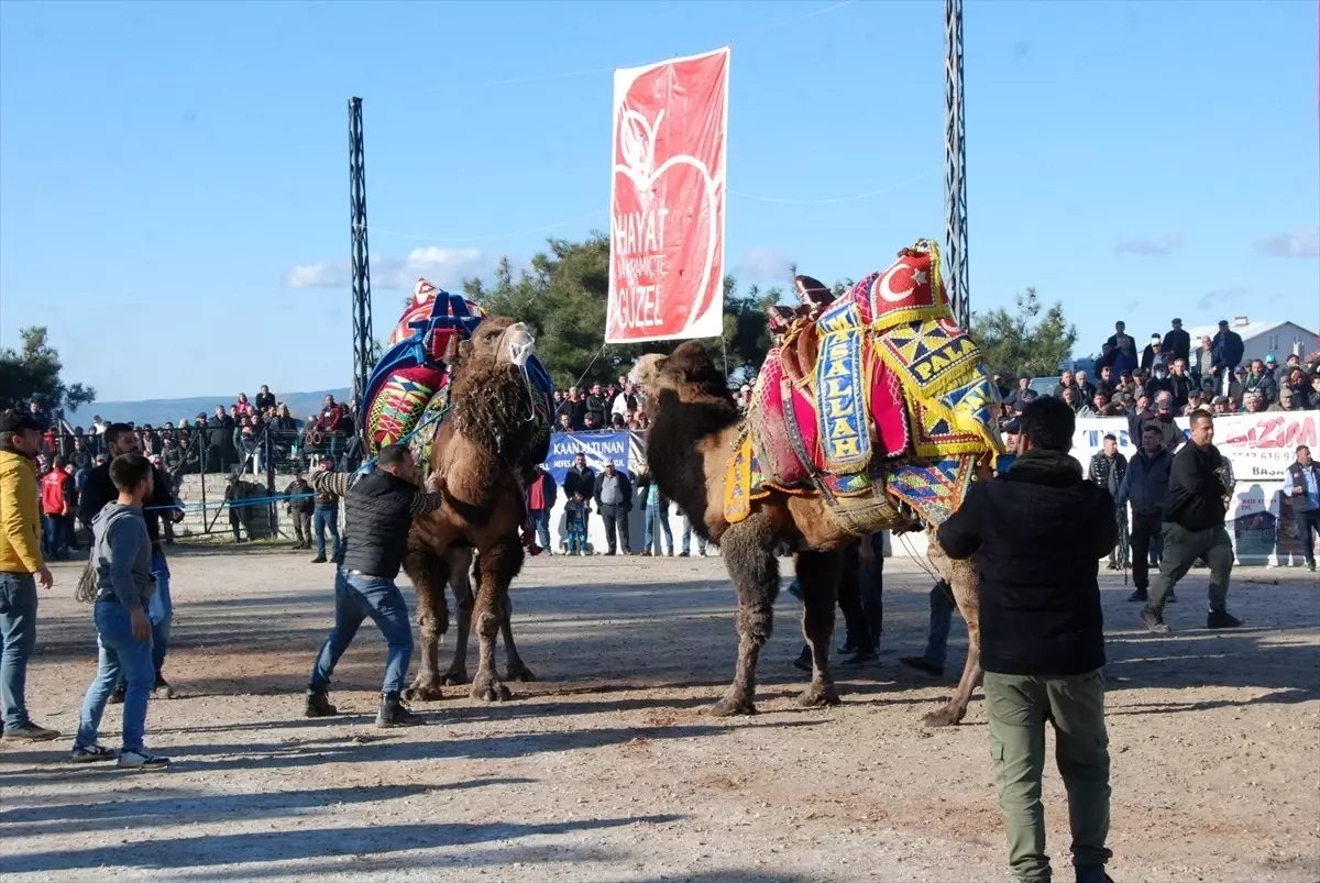 Geleneksel Deve Güreşi Festivali Bayramiç’te Renklendi