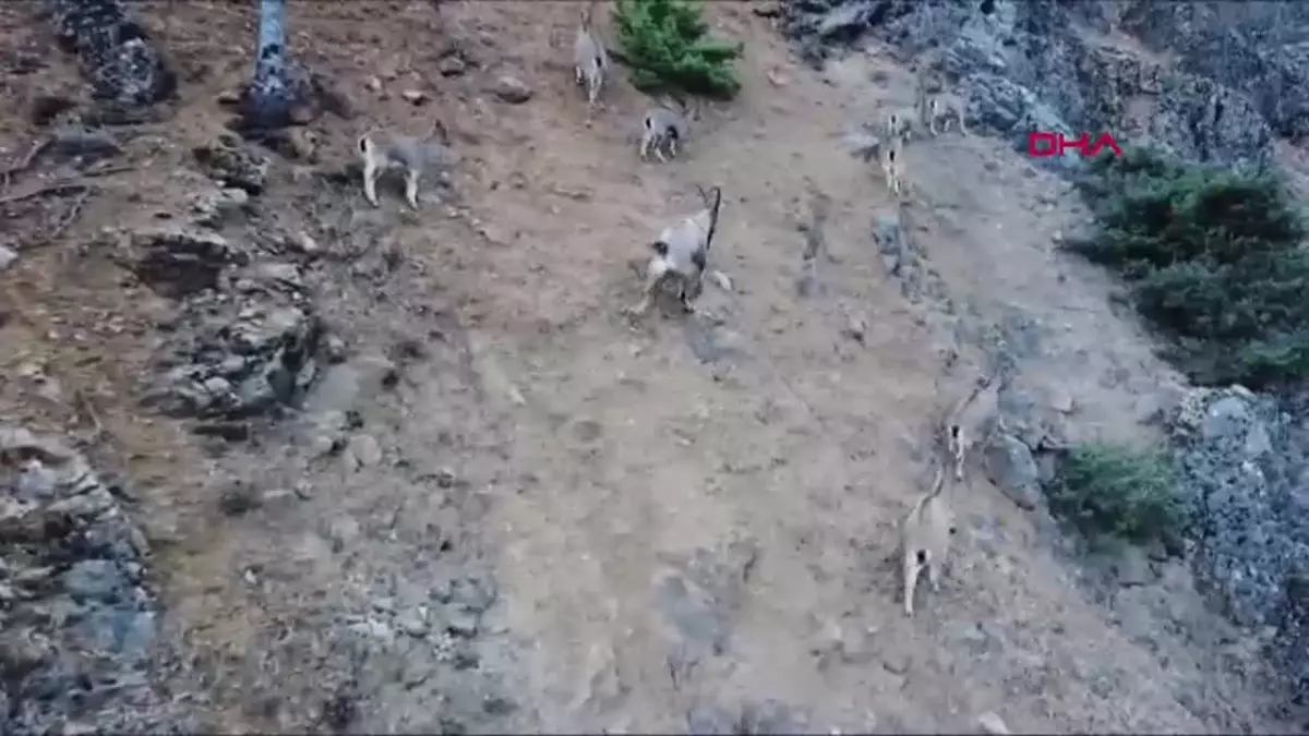 Tunceli’de Yaban Keçisi Kurtarıldı