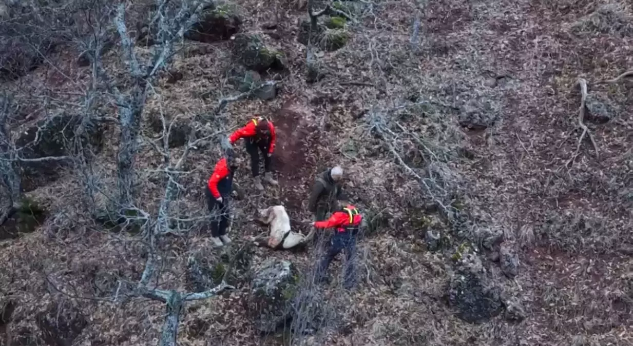 Yaban Keçisi Munzur Vadisi’nde Kurtarıldı